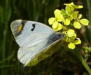 Sooty Orange Tip - Zegris eupheme2 © Teresa Farino